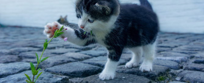 Gatto attratto da un fiore. Il gatto è l'animale che ha la migliore tecnica di motivazione